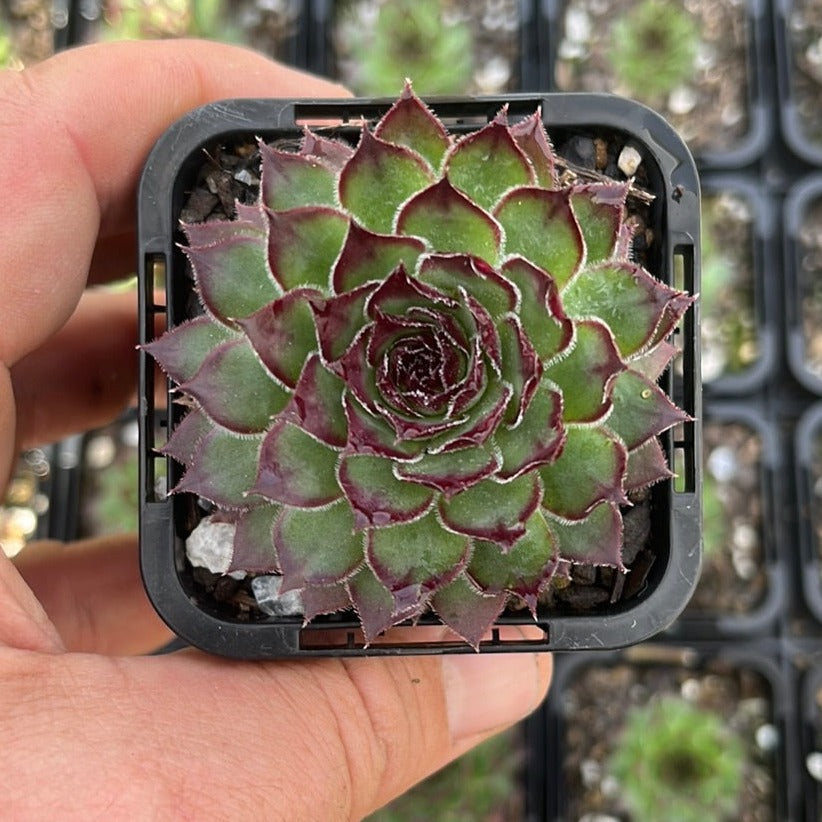 Sempervivum Bronco (SQ)