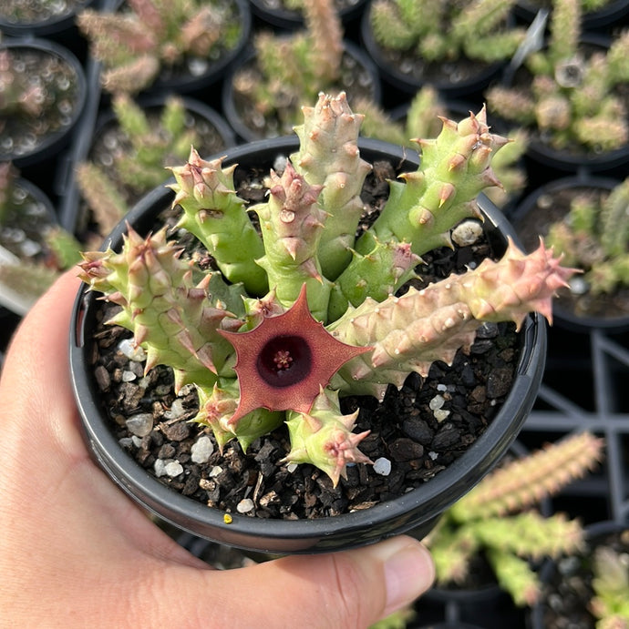 Huernia Schneiderana (Large)