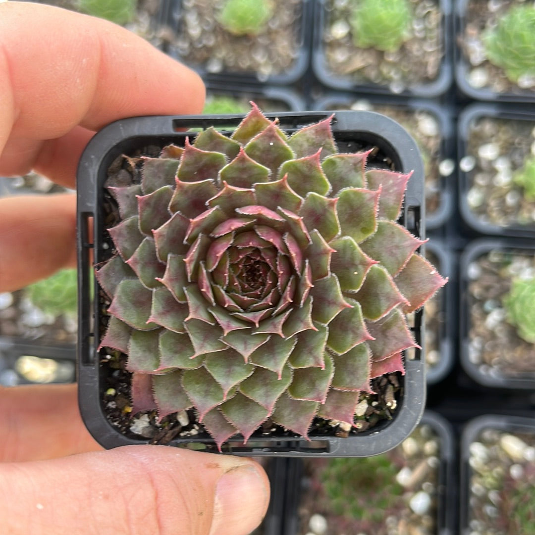 Sempervivum Royal Ruby (SQ)