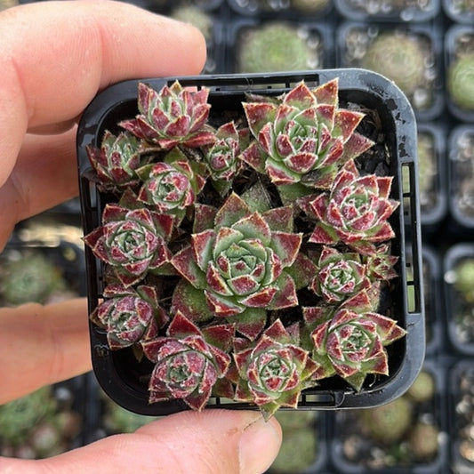 Sempervivum Jovibarba Sobolifera (SQ)