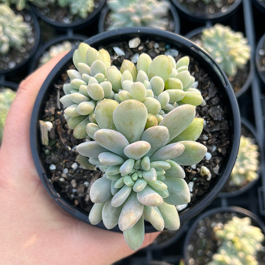 Pachyveria Moonstone Crested (LG)