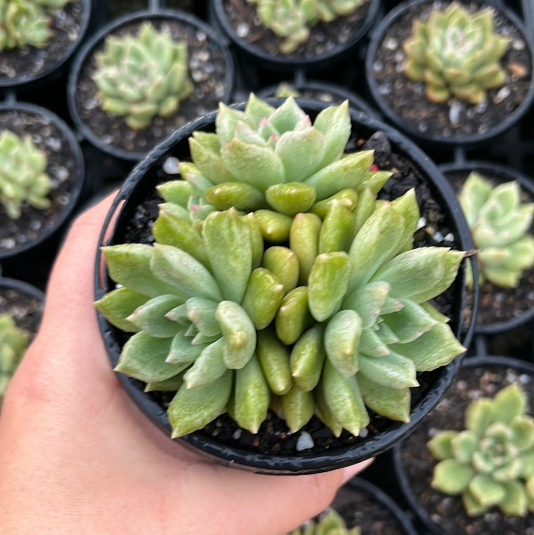 Echeveria Arzee (LG)