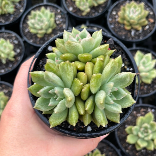 Echeveria Arzee (LG)