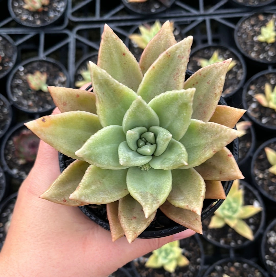 Echeveria Citrina (LG)