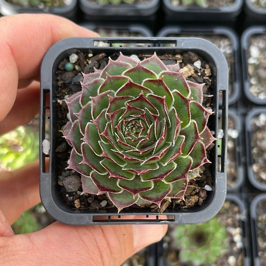 Sempervivum Tectorum var Tectorum (SQ)