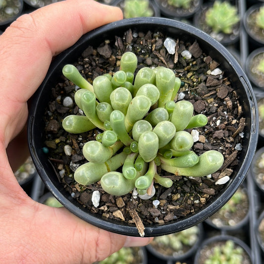 Fenestraria Baby Toes (LG)