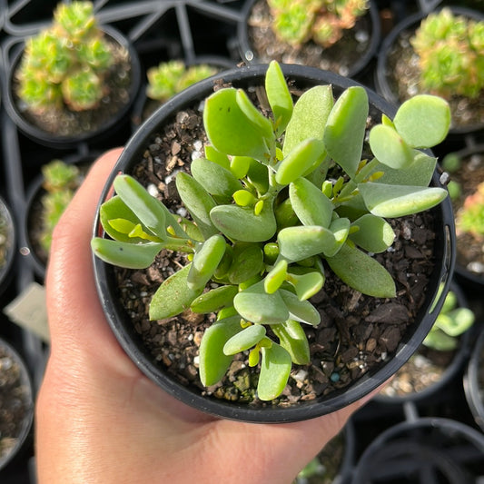 Cotyledon Pendens (LG)