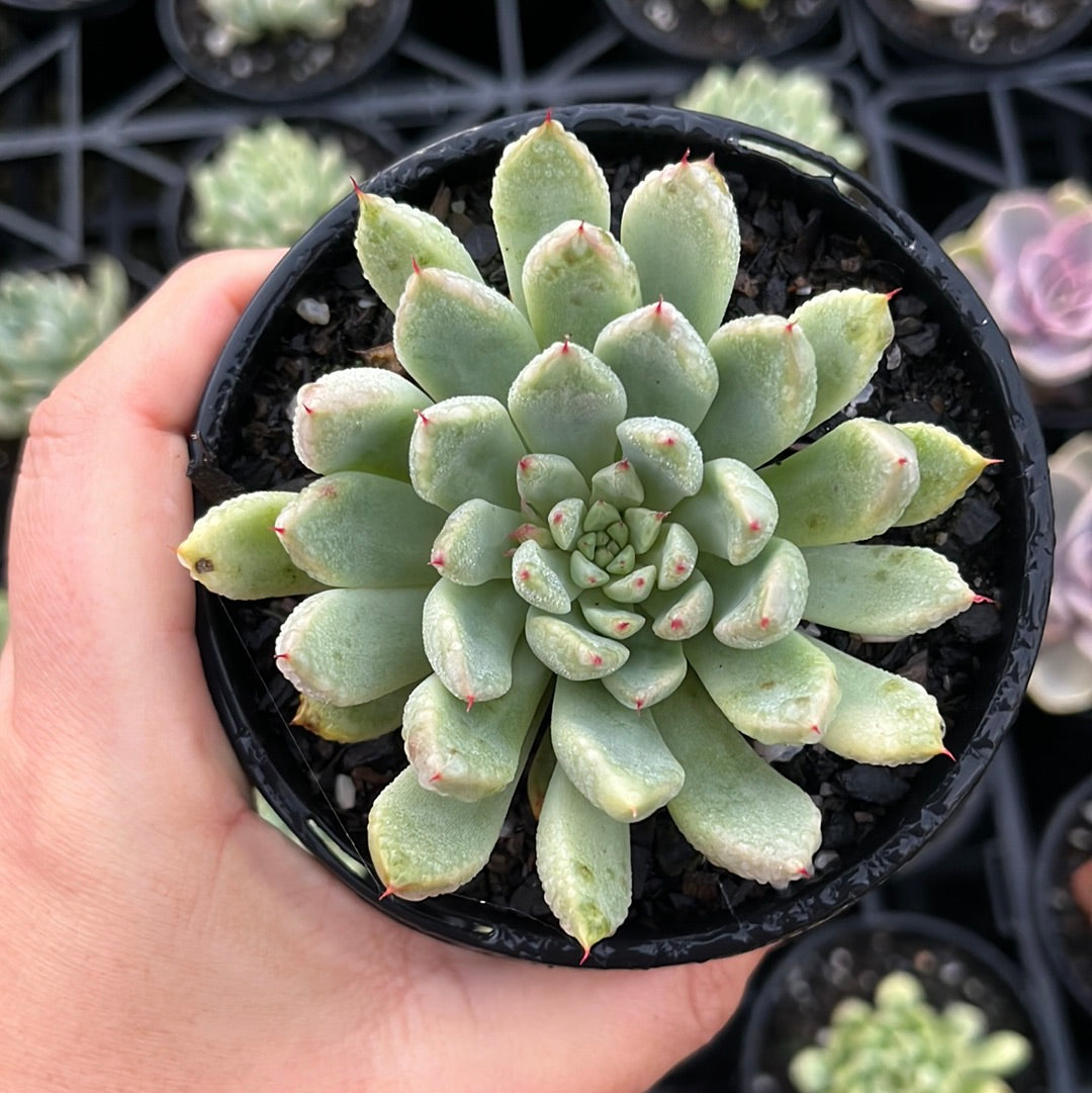 Echeveria Cuspidata Zaragoza (LG)