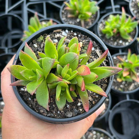 Crassula Momji Matsuri (LG)