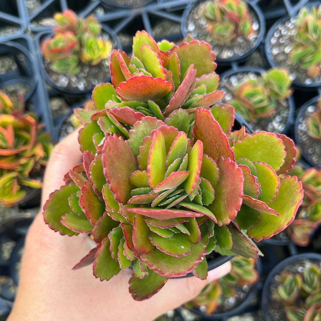 Kalanchoe Pink Edge (LG)