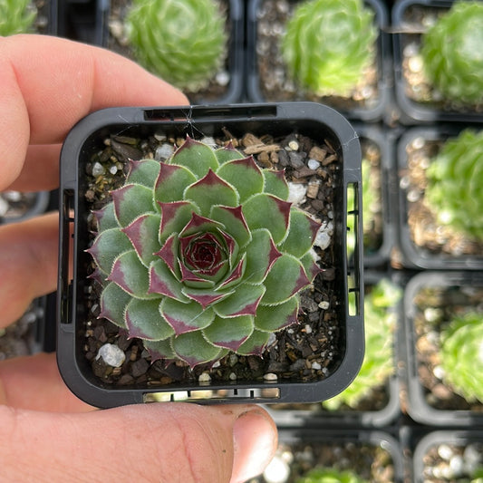 Sempervivum Calcareum Petite Ceuse (SQ)