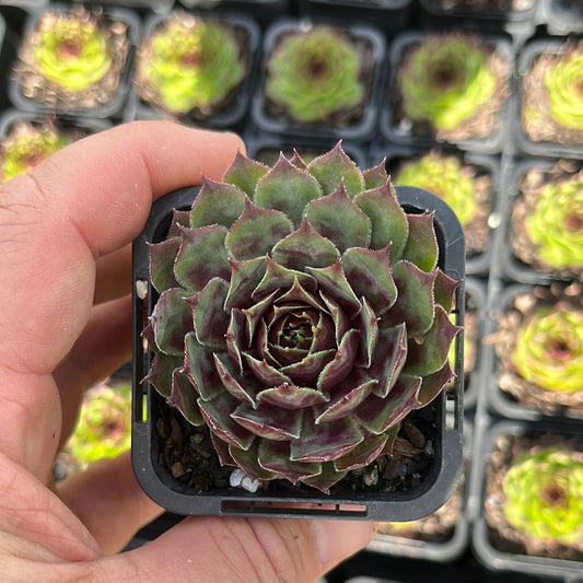 Sempervivum Reward (SQ)