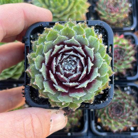 Sempervivum Shirley’s Toy (SQ)