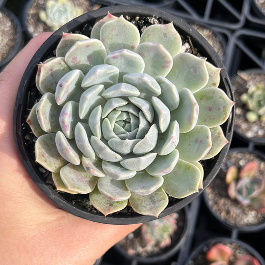 Echeveria Louise (LG)