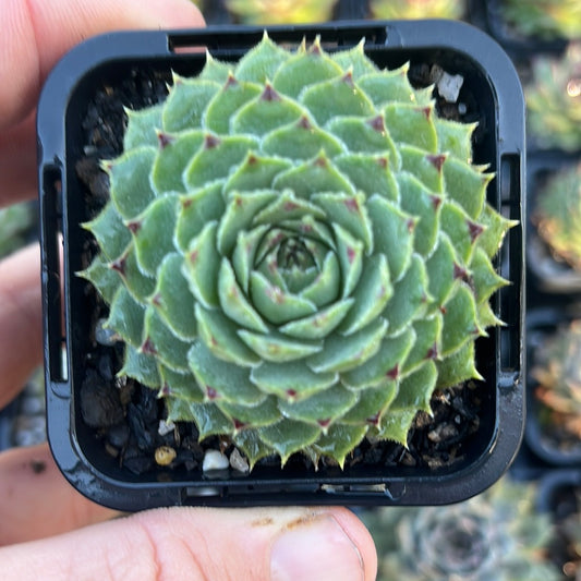 Sempervivum limelight (SQ)