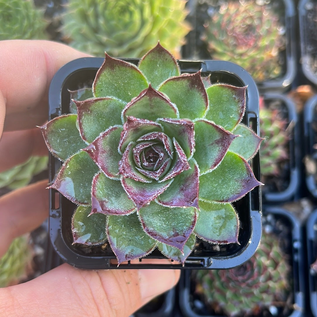 Sempervivum Jolly Green Giant (SQ)