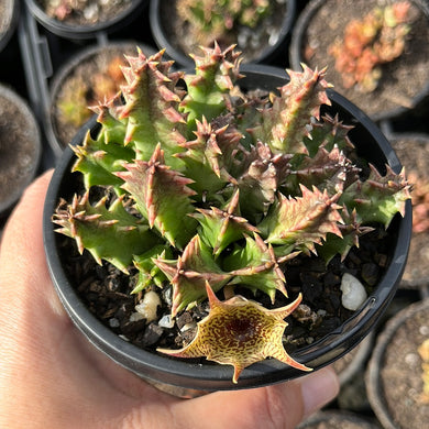 Huernia Guttata Yellow (Large)