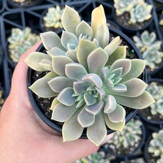 Graptoveria Capella (LG)