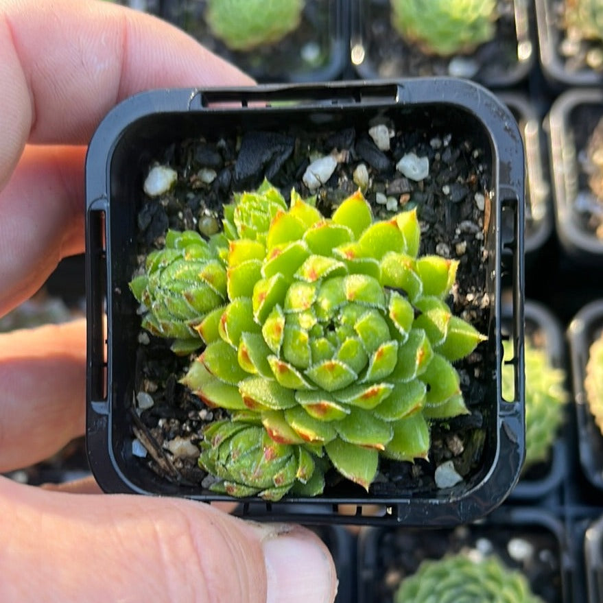 Sempervivum Allionii Hirsuta (SQ)