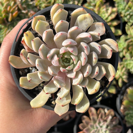 Echeveria Cuspidata Pink Zaragoza (LG)