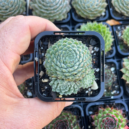 Sempervivum Hairy Balls (SQ)