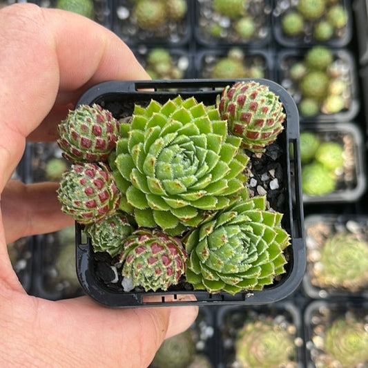 Sempervivum Jovibarba Alloinii (SQ)