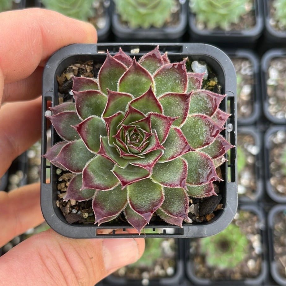 Sempervivum Dark Beauty (SQ)