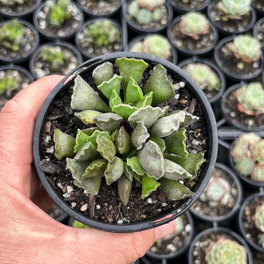 Adromischus Cristata var Cristata (LG)