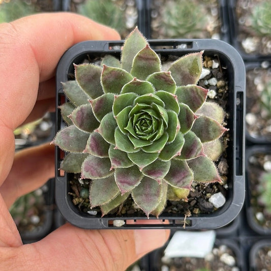 Sempervivum Purple Dazzler (SQ)