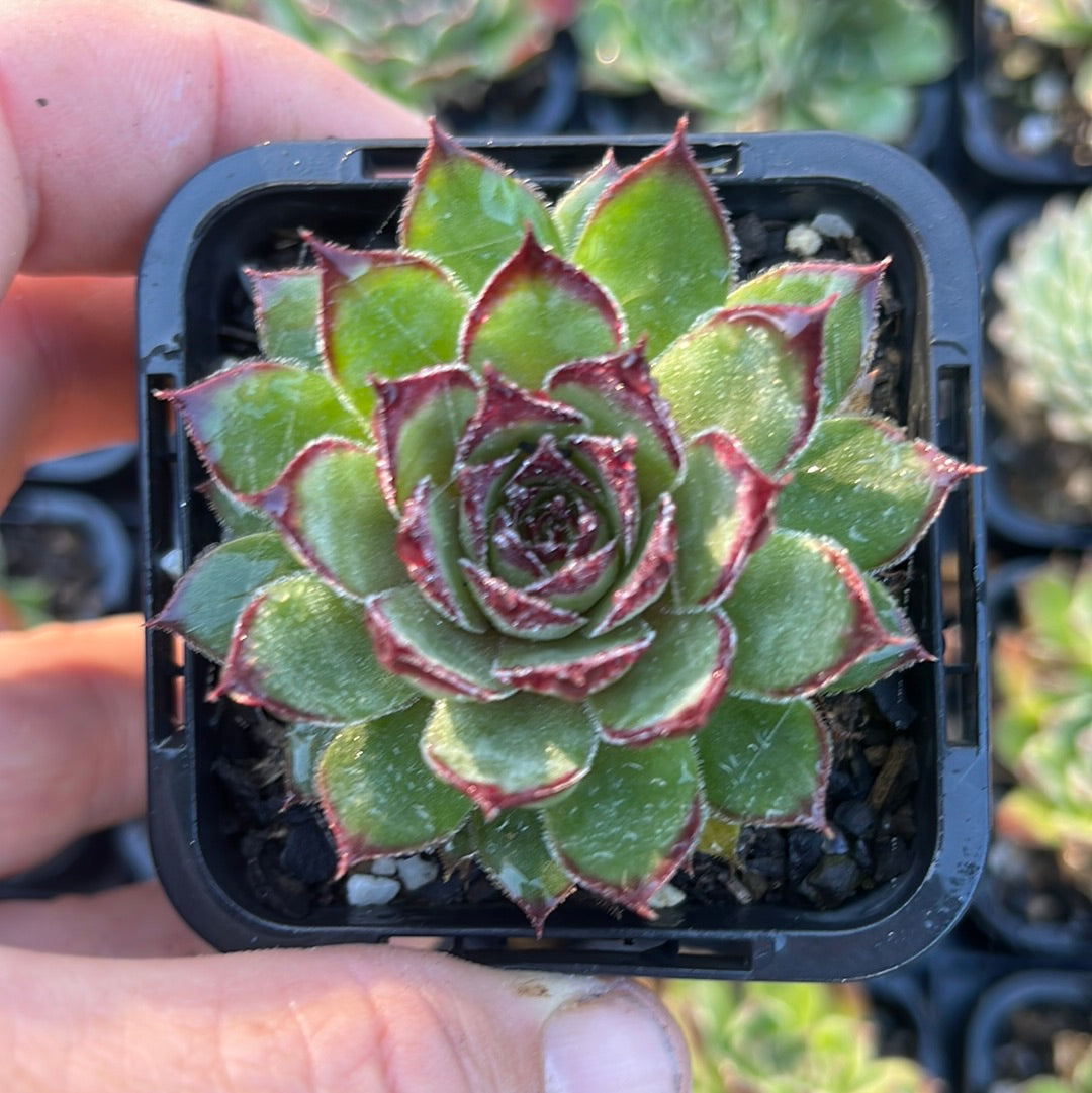 Sempervivum Edge of Night (SQ)