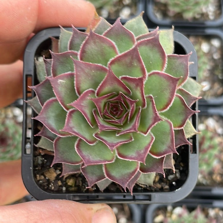 Sempervivum Pacific Purple Shadow (SQ)