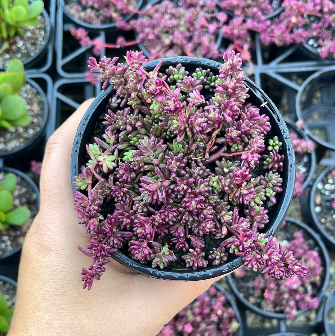 Portulaca Pilosa 'Mini' (LG)