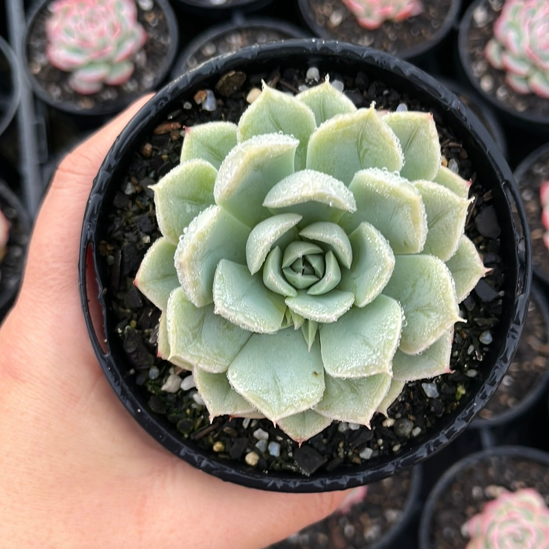 Echeveria Moon Fairy (LG)