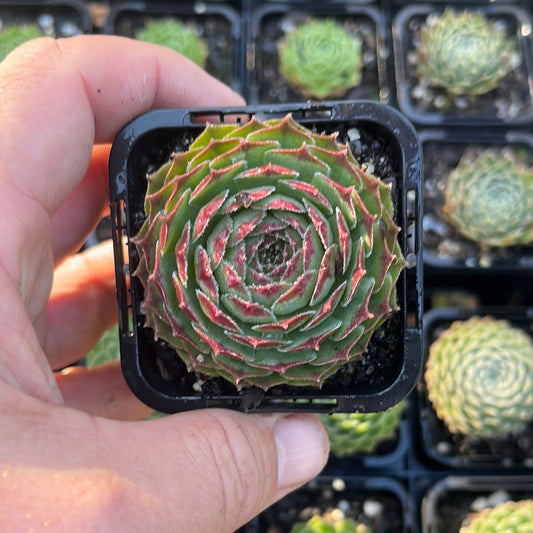 Sempervivum Sioux (SQ)