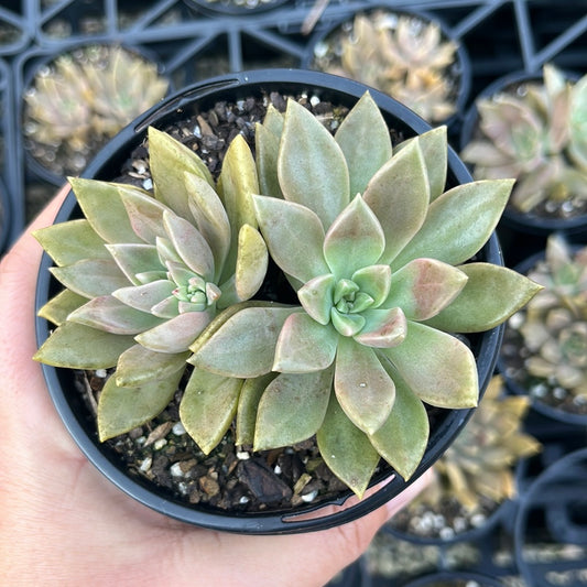 Graptoveria Bronze Aussie (LG)