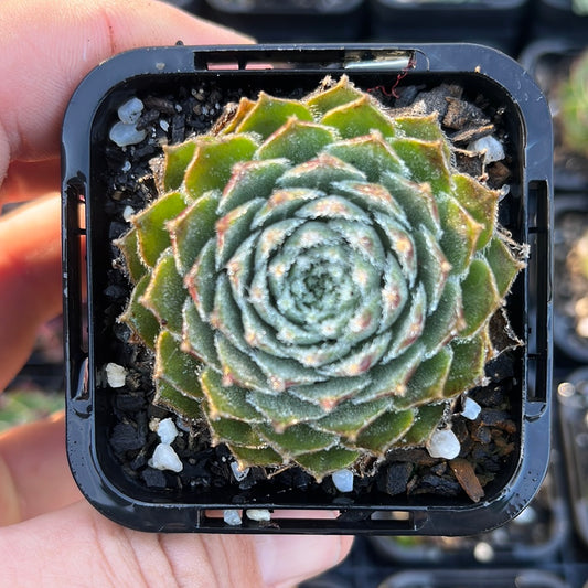 Sempervivum Icicles (SQ)