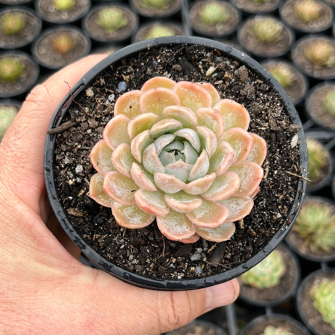 Echeveria Blue Dreams (LG)