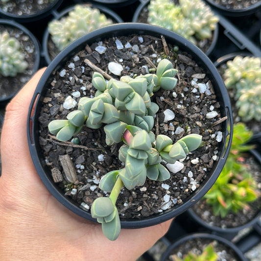 Corpuscularia Lehmanii (LG)