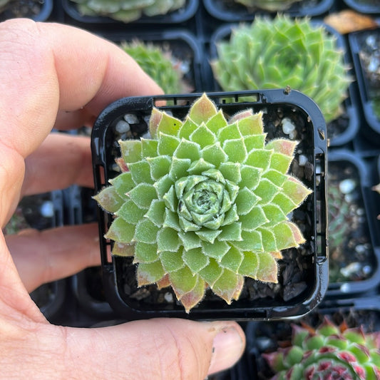 Sempervivum Georgette (SQ)