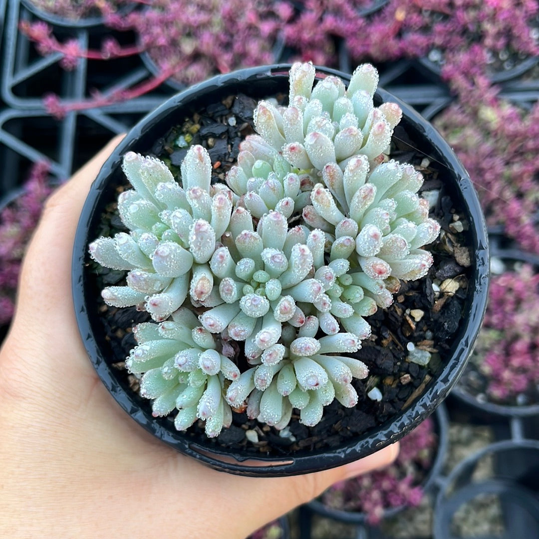 Graptoveria Fantasy Bean (LG)