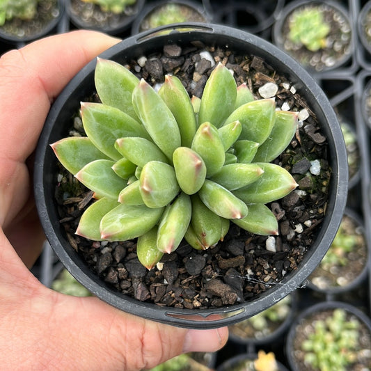 Pachysedum Blue Fringers (LG)