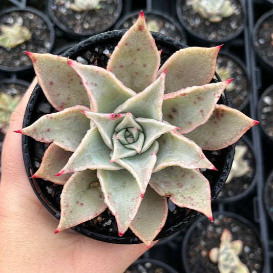 Echeveria Mebida Pink Lips (LG)