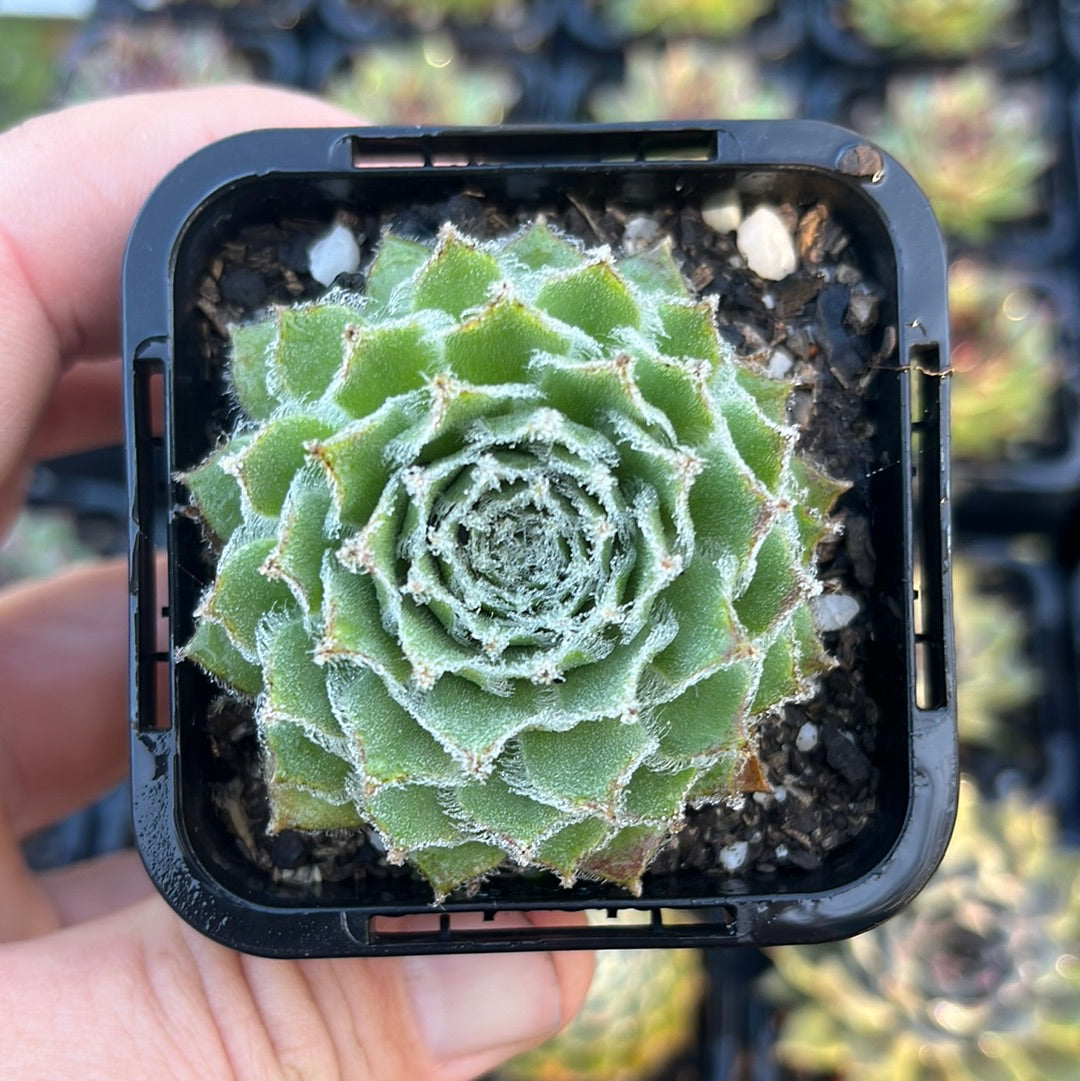 Sempervivum Skrockis Beauty (SQ)