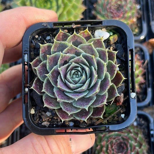 Sempervivum Aphrodite (SQ)