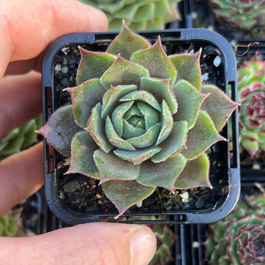 Sempervivum Ohio Burgundy (SQ)