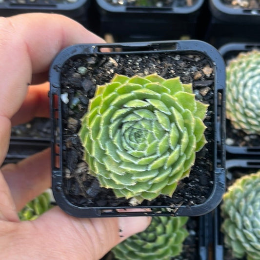 Sempervivum Rosie (SQ)