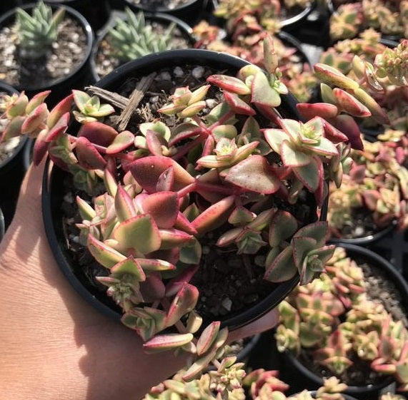 Crassula Isabella (LG)