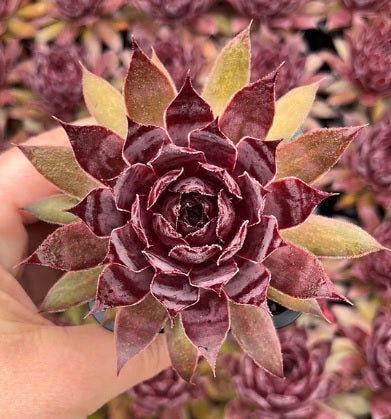 Sempervivum Strawberry Kiwi (SQ)