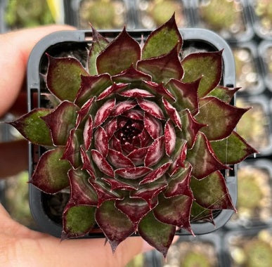 Sempervivum Pineapple Paradise (SQ)