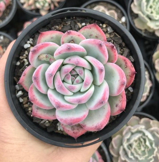 Echeveria Colorata (LG)